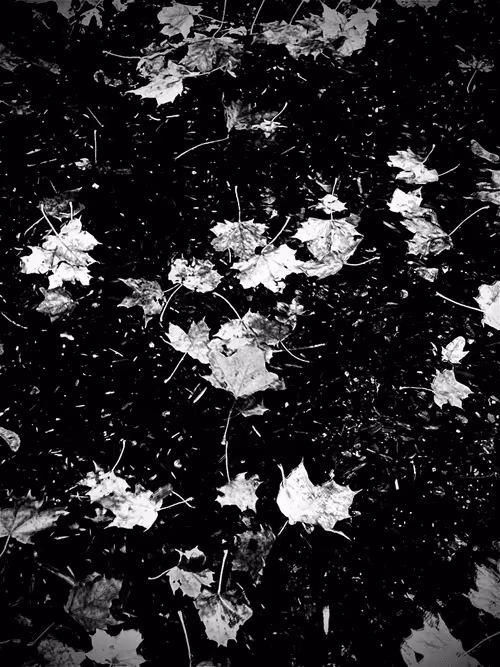 Item #23977370117191917724225468807392124890950272782277708039151276482350188331010 Media