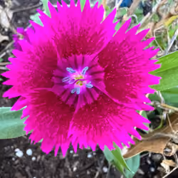 purple macro 2