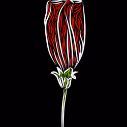Beautiful flower