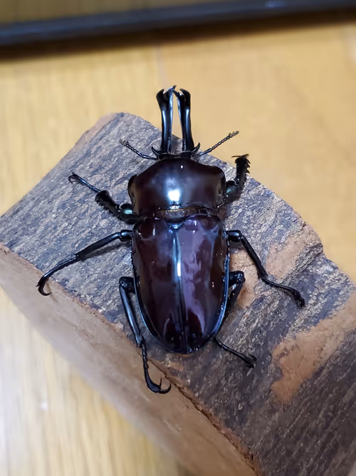 Item #2846893736148873774746802631495866819654136602576950046920721037084472639490 Media