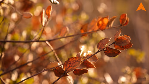 Item #70655409647296023505339344133926088984781406258874857677002406237808451649537 Media