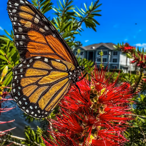 Chris-the-great Collection