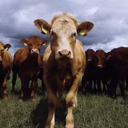 Alpha Cow