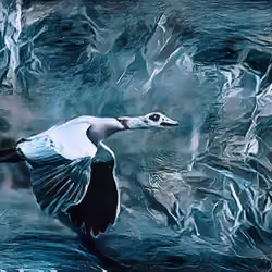 Fly away