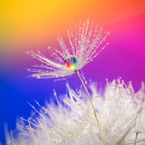 Dandelion Wishes