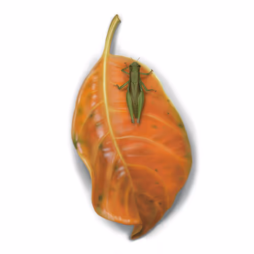 Item #3268803336195748471810721187767157449447762618845585636632076486583550738433 Media