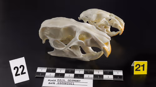 Item #32615301797037247882275066843320251953525887094996780073489952978004187545601 Media