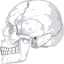 Skulls #6/6