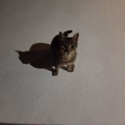GATA.