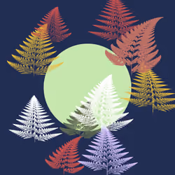 Fern Study 07
