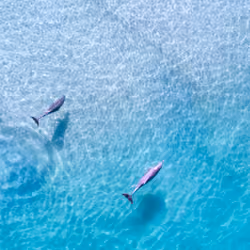 1 of 50: Dolphins