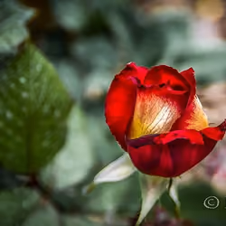  Thorn or essence