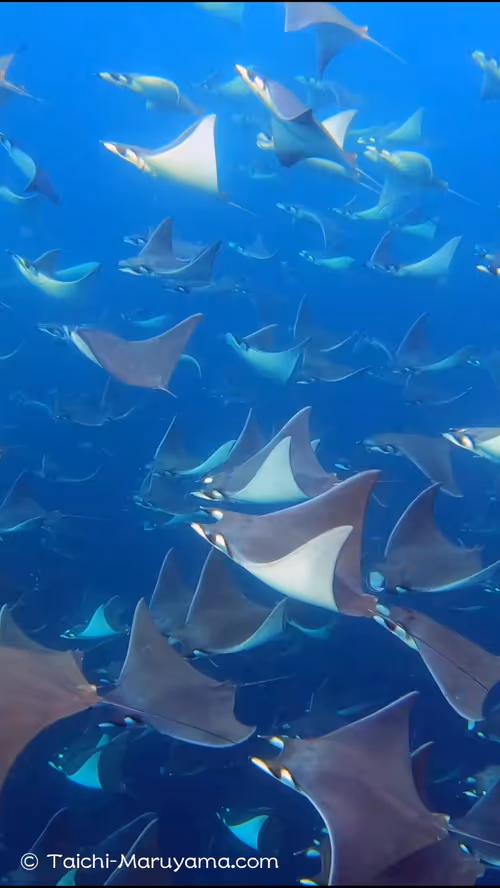 Item #61113597711829508019705348607354266595254896620371709928421355937411379494913 Media