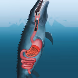 Mosasaurus eating anatomy Vore