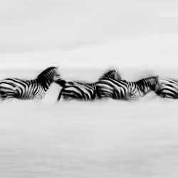 Zebra Rush