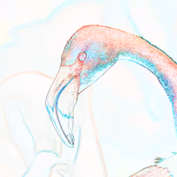 Neon Flamingo 