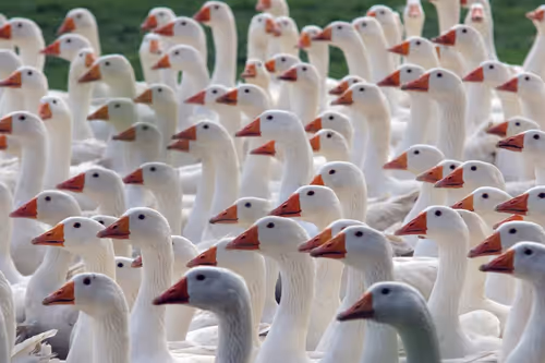 Item #85626653027812961366505636029157006309594337285332379402754869379205135597569 Media