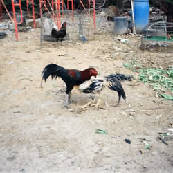 Game of fowl round 2