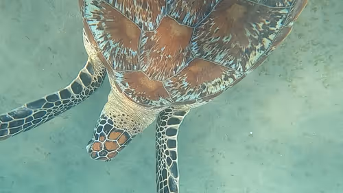 Item #57636846716625674083637003599082399011400728335992986804098864707689366159361 Media