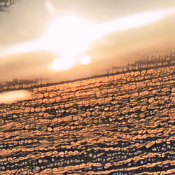 Berries 2