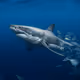 Jawsome - Great White Sharks