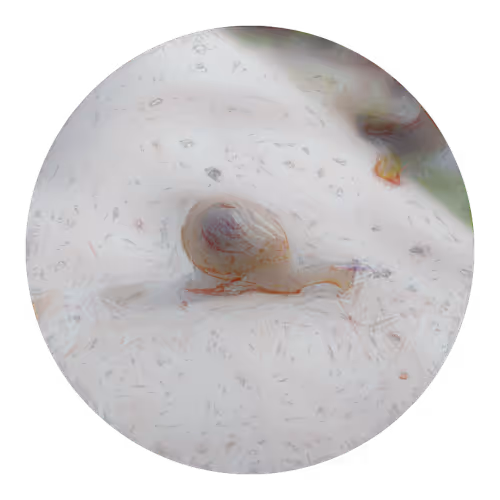 Item #73474911565276893363269127585336255498112534630235322163062143097442893037569 Media