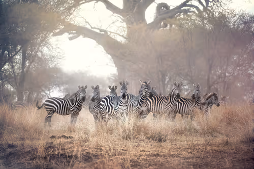 Item #46146454175190830687847236221543248864679735900060228179798027762706323341313 Media