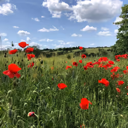 Poppy field