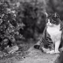Nostalgic Cats #18 