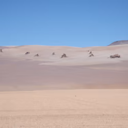 Desert flag