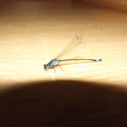 Dragon-Fly