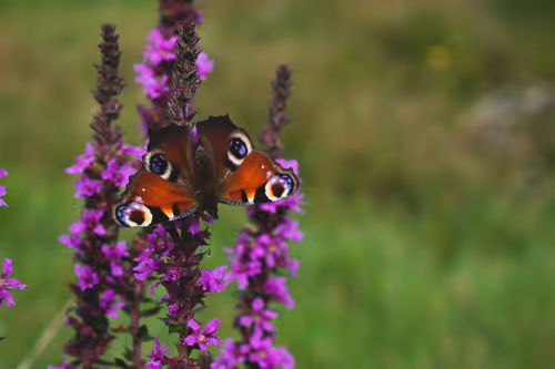 Item #5699665208779024996683959059412281030737296193224804872429037340648749924353 Media