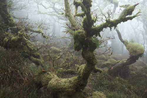 Item #72639390708267126639436568569652760193401123475841185469851730229065980837889 Media