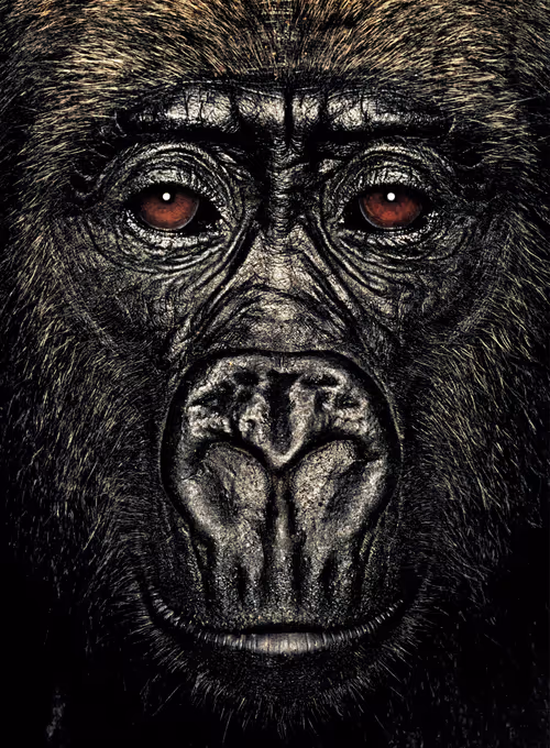 Item #109162157552346088047496633038404394118504199992061596446112929750265710510081 Media