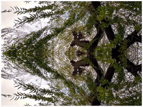 Item #39842122399831876294969041227459341578040195517803177153867578424225622392833 Media