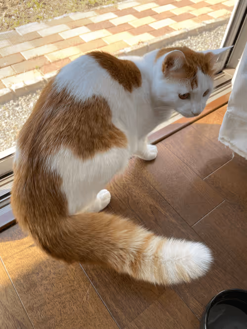 Item #57432309319676179700798702069366385585354272226932054472084541826486172123137 Media