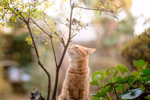 Item #26046832965360609860866363822675472440901155191145999038932145128530264457217 Media