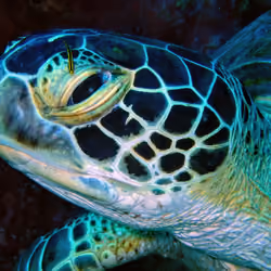 Skeptic Turtle 