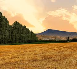 Land, Light and Gold
