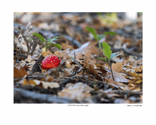 Item #24600310660482288606297797528155087939323639147399647196853483642439795212289 Media