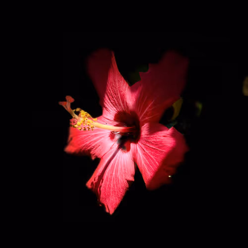 Plumeria 2