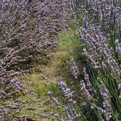 Lavender field on Koroshegy, in Hungary #9
