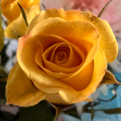 yellow rose