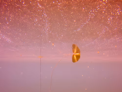 Item #115430421716330114127925714386191036467996783471008022249532804578138117898241 Media