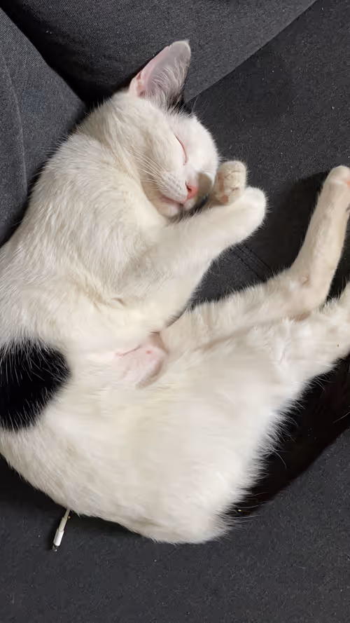 Item #51470682702665188024801801503850000452670987002674851525942653130355186335745 Media