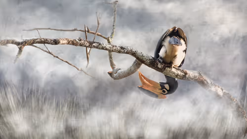 Item #20879904977050231781978559907445915739532146362246903749837269828146472943617 Media