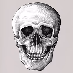 Skull_drawing