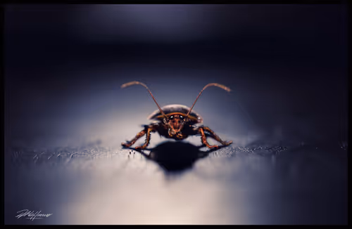 Item #112280900407348234598530071602106356031440772635574246505740645938060236685313 Media