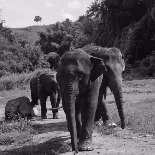 Elephants in Black and White