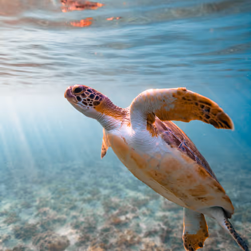 Underwater Explorers Collection